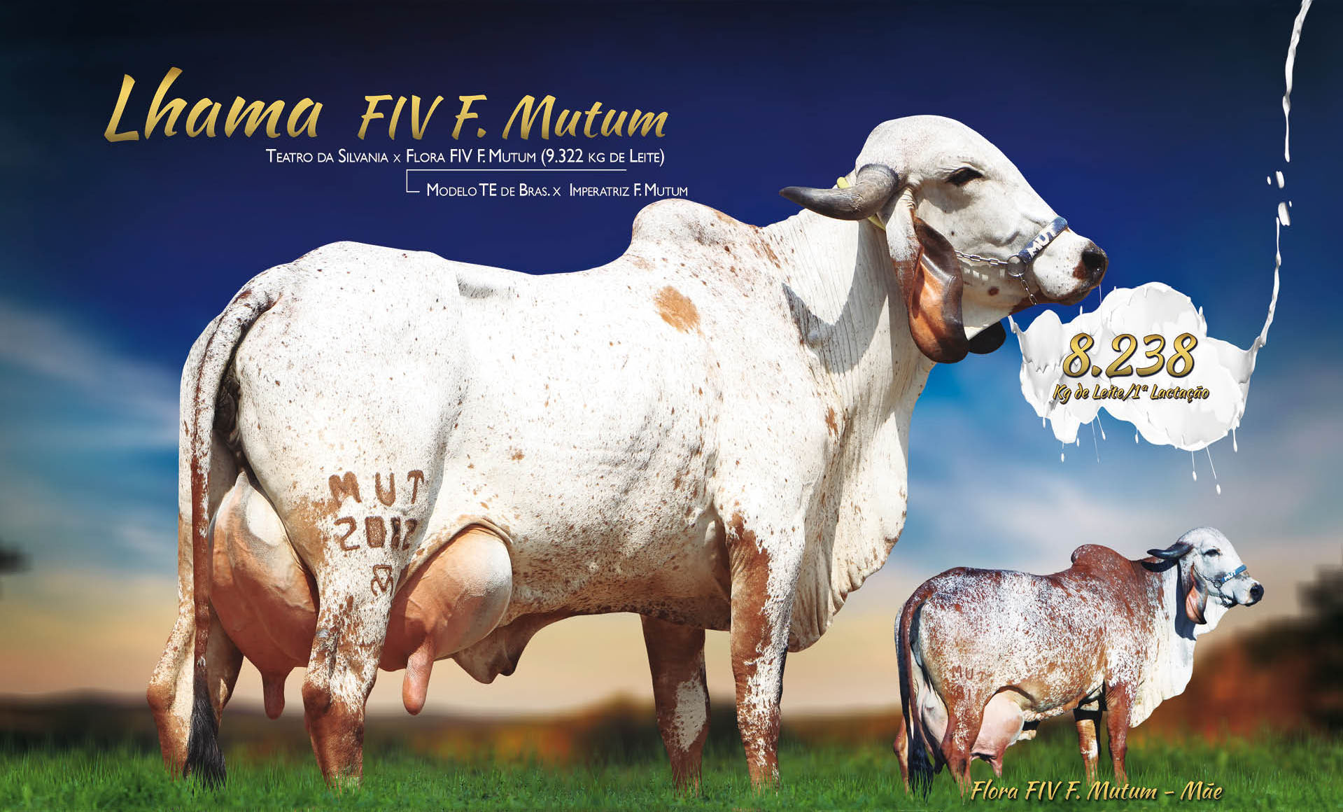 LHAMA FIV F MUTUM