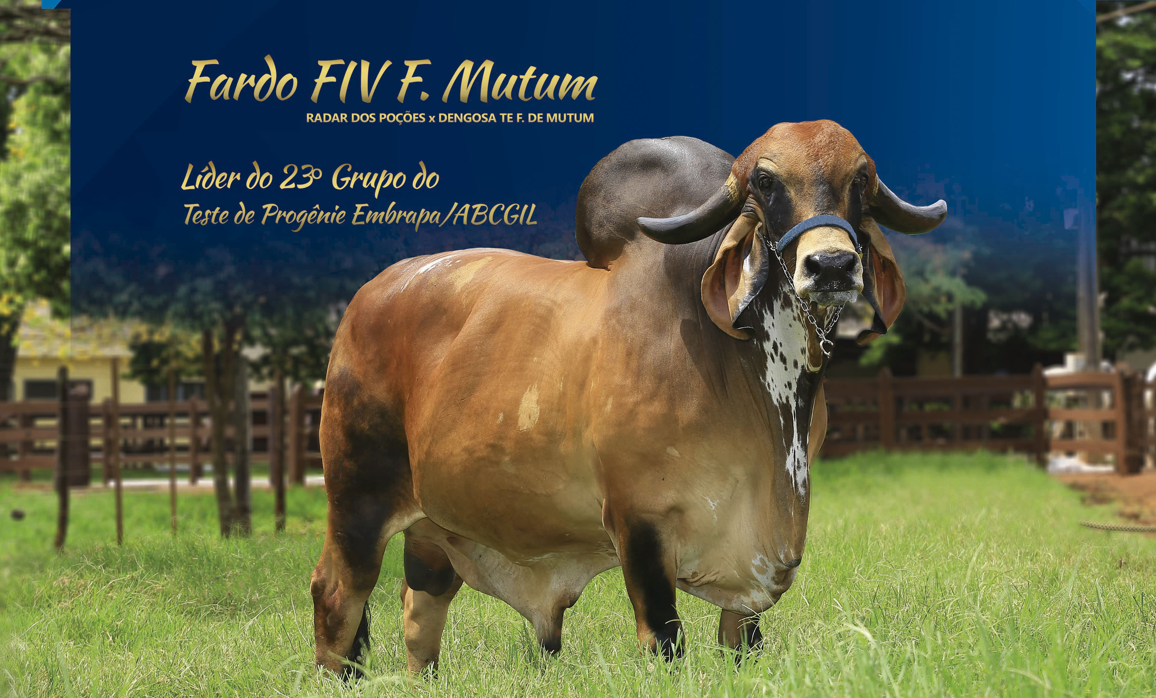 FARDO FIV F MUTUM