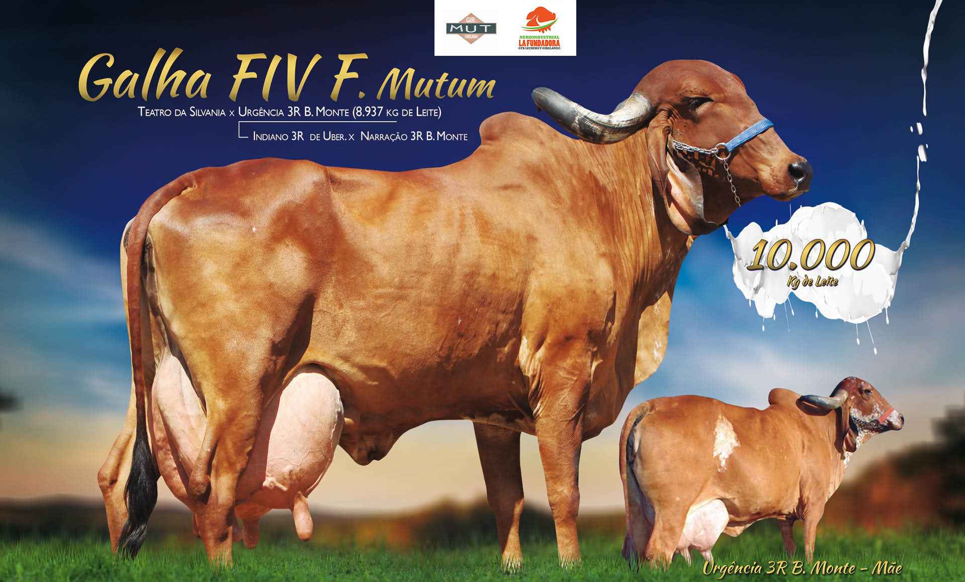 GALHA FIV F MUTUM