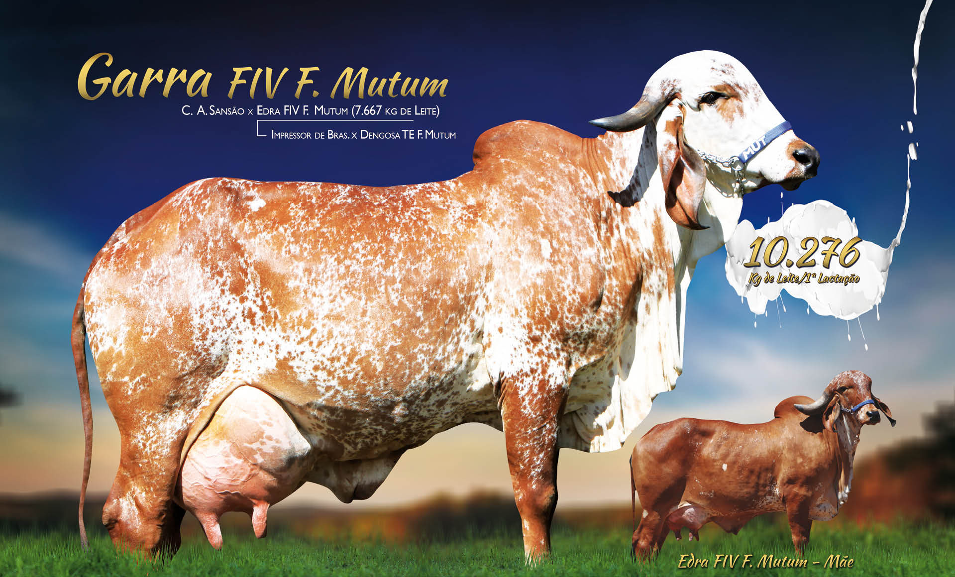 GARRA FIV F MUTUM