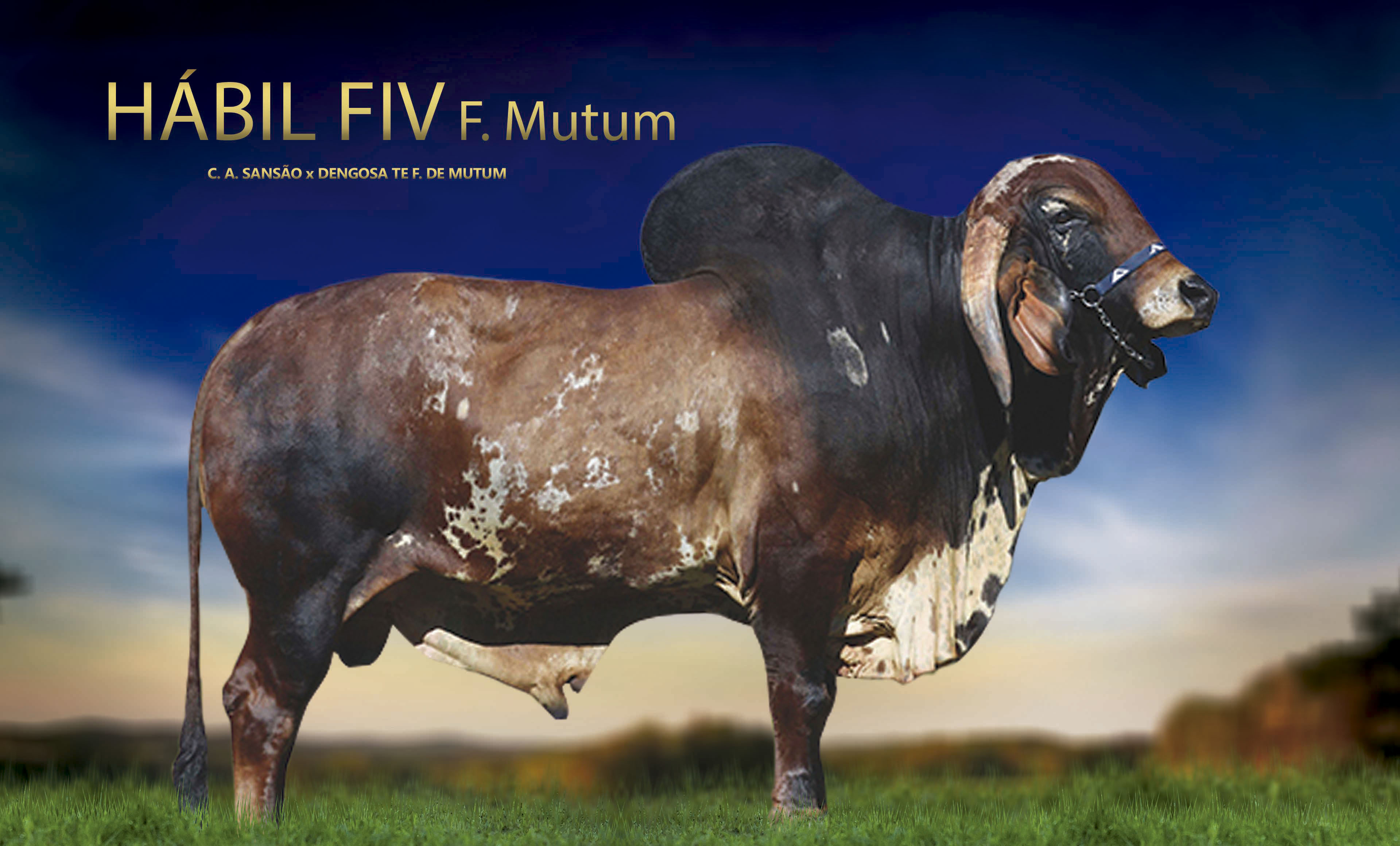 HÁBIL FIV F MUTUM