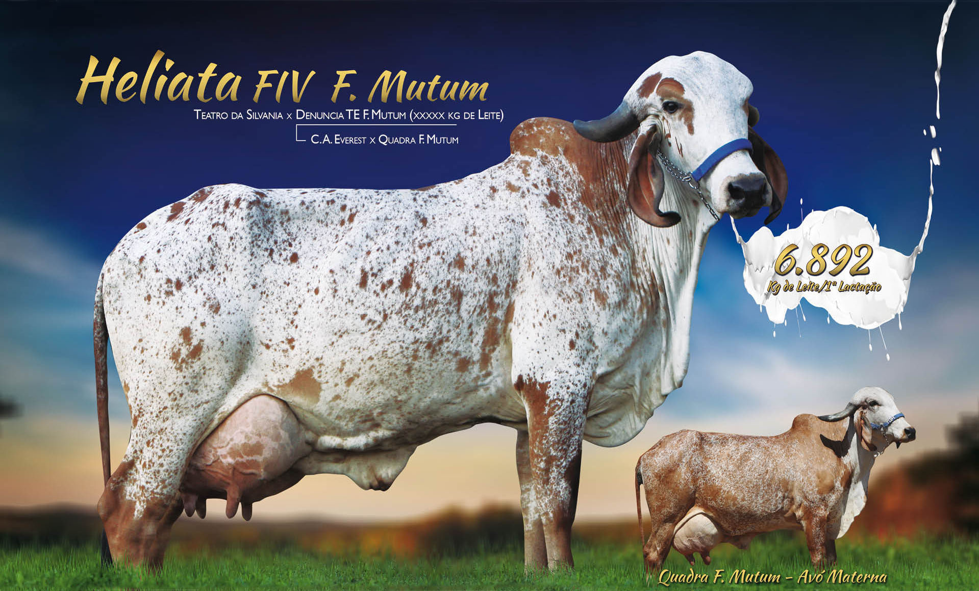HELIATA FIV F MUTUM