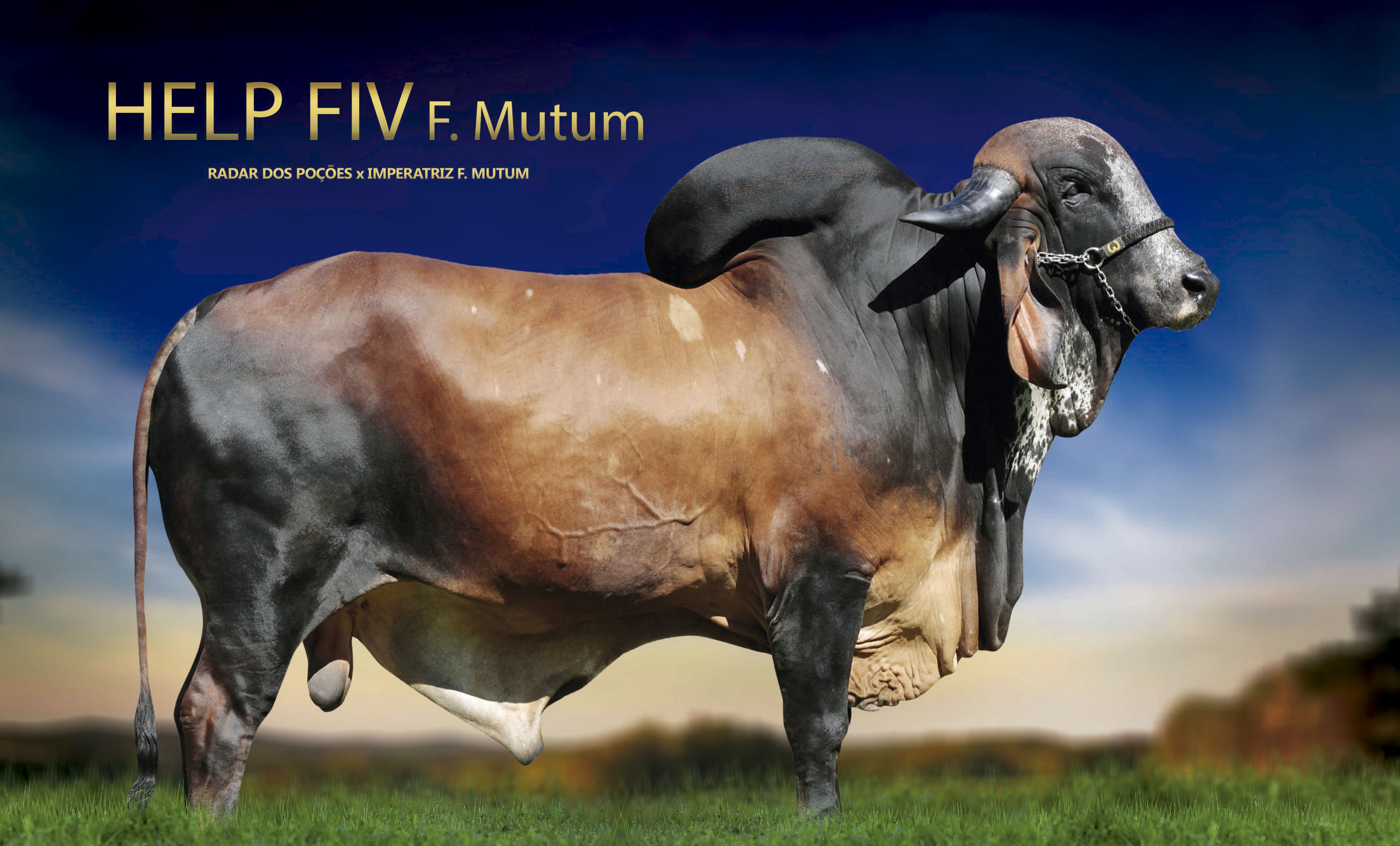 HELP FIV F MUTUM