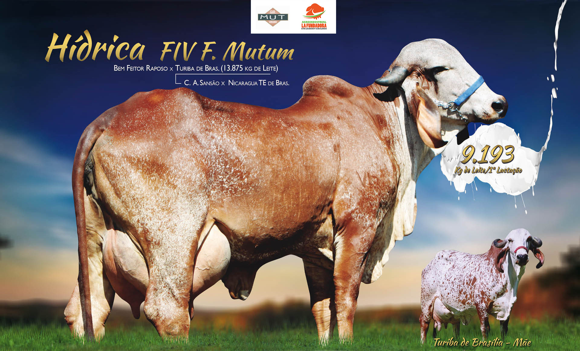 HÍDRICA FIV F MUTUM