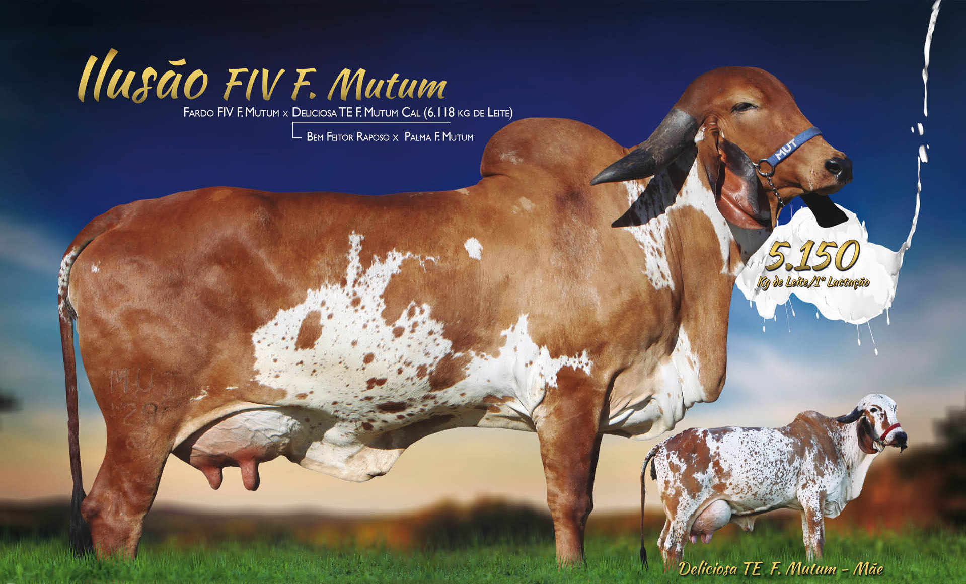 ILUSÃO FIV F MUTUM