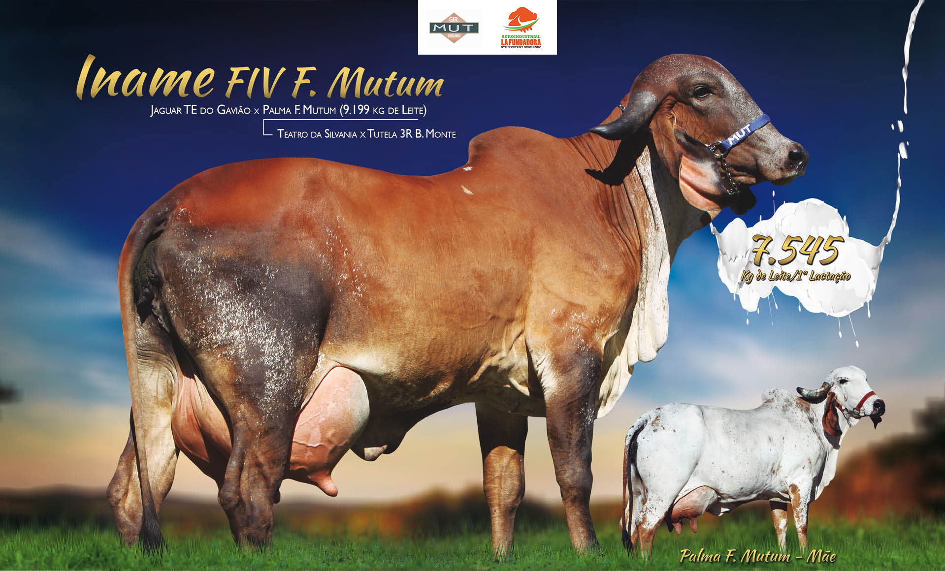 INAME FIV F MUTUM