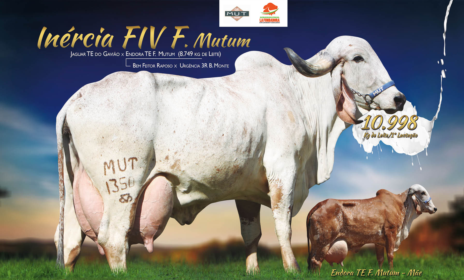 INÉRCIA FIV F MUTUM
