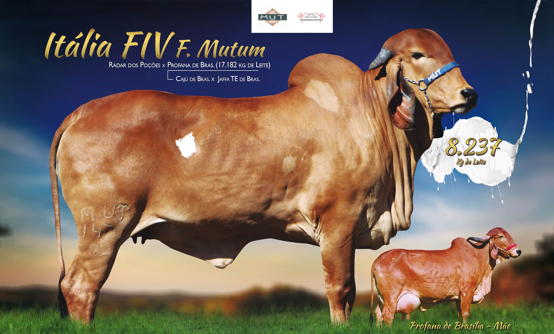 ITÁLIA FIV F MUTUM
