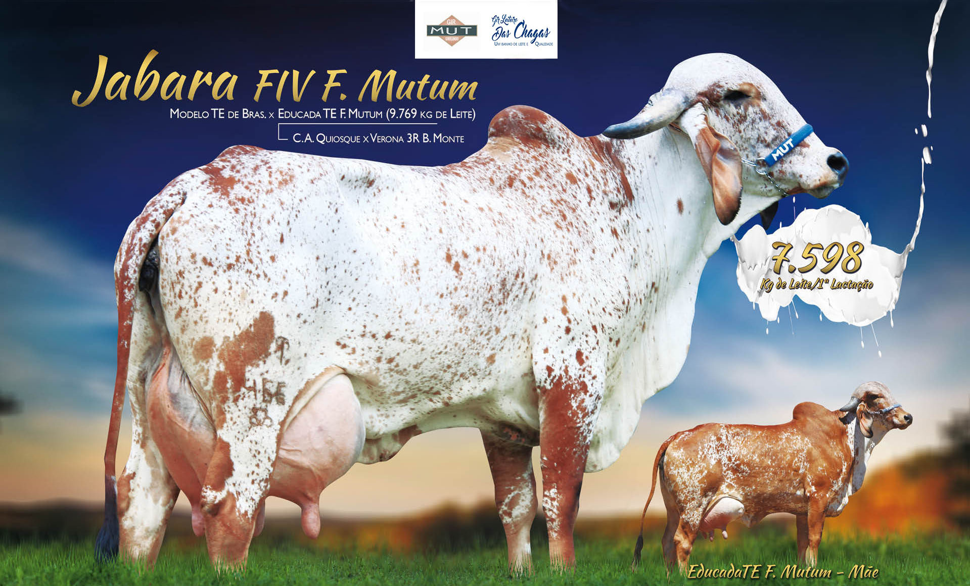 JABARA FIV F MUTUM