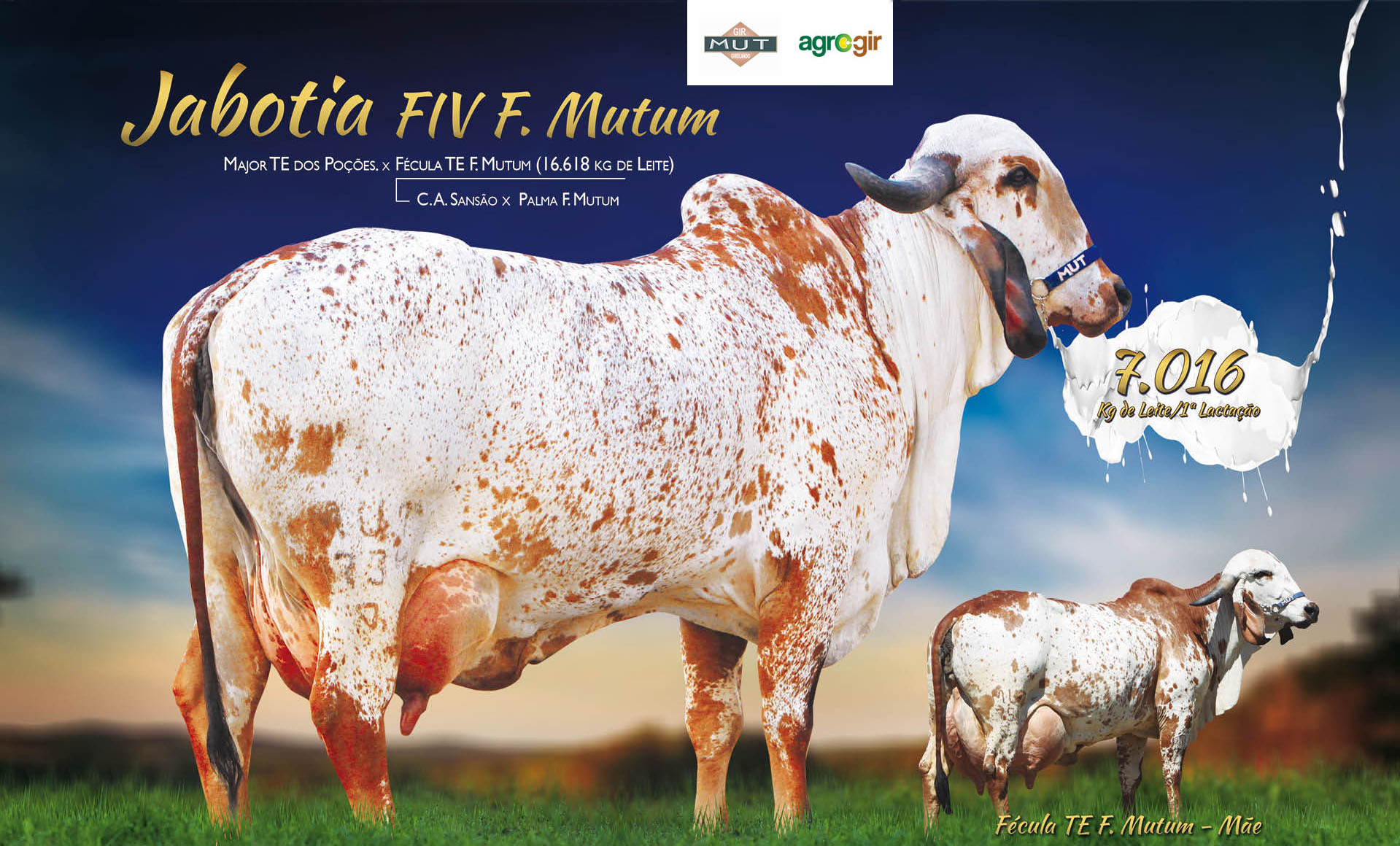 JABOTIA FIV F MUTUM