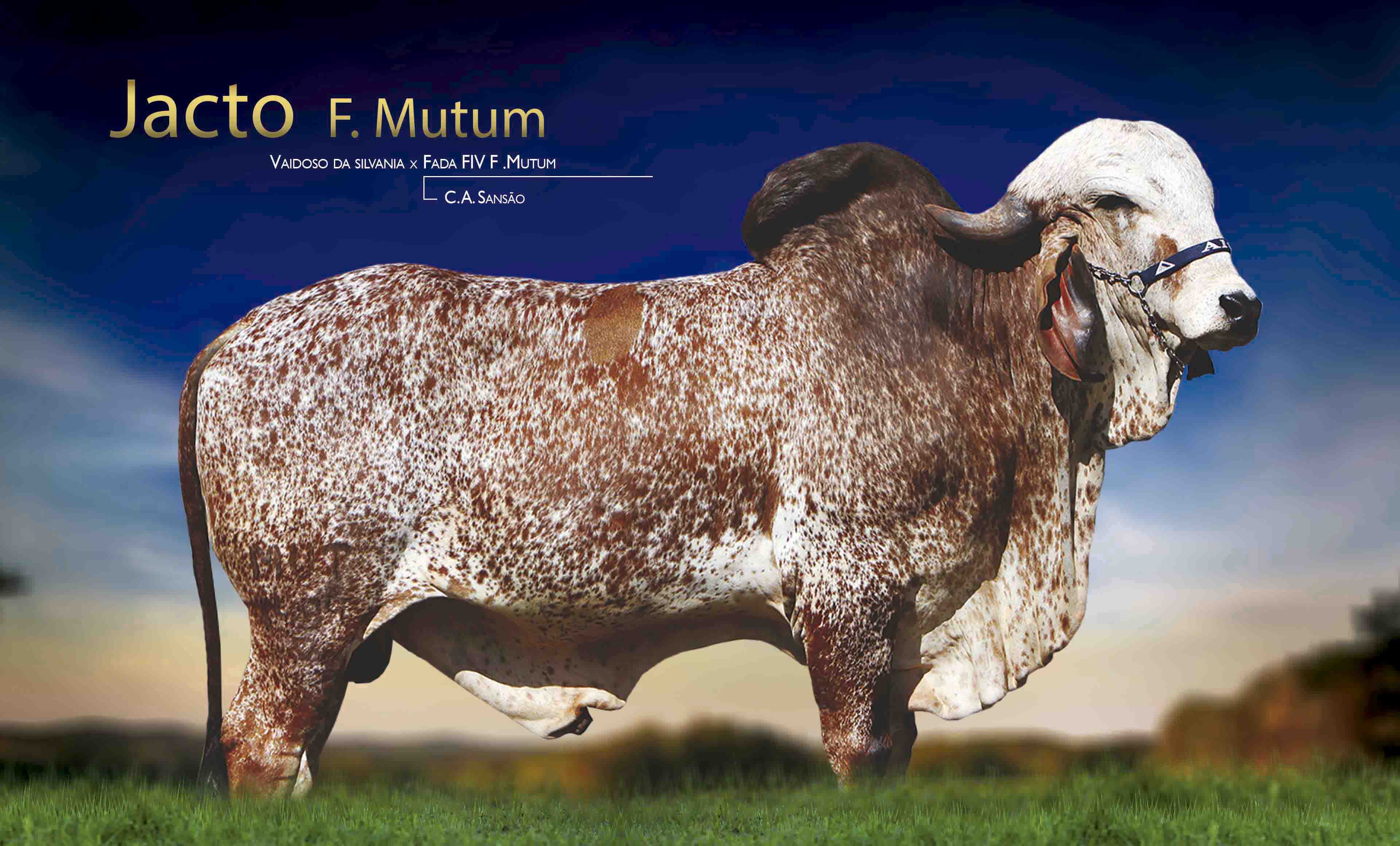 JACTO F MUTUM