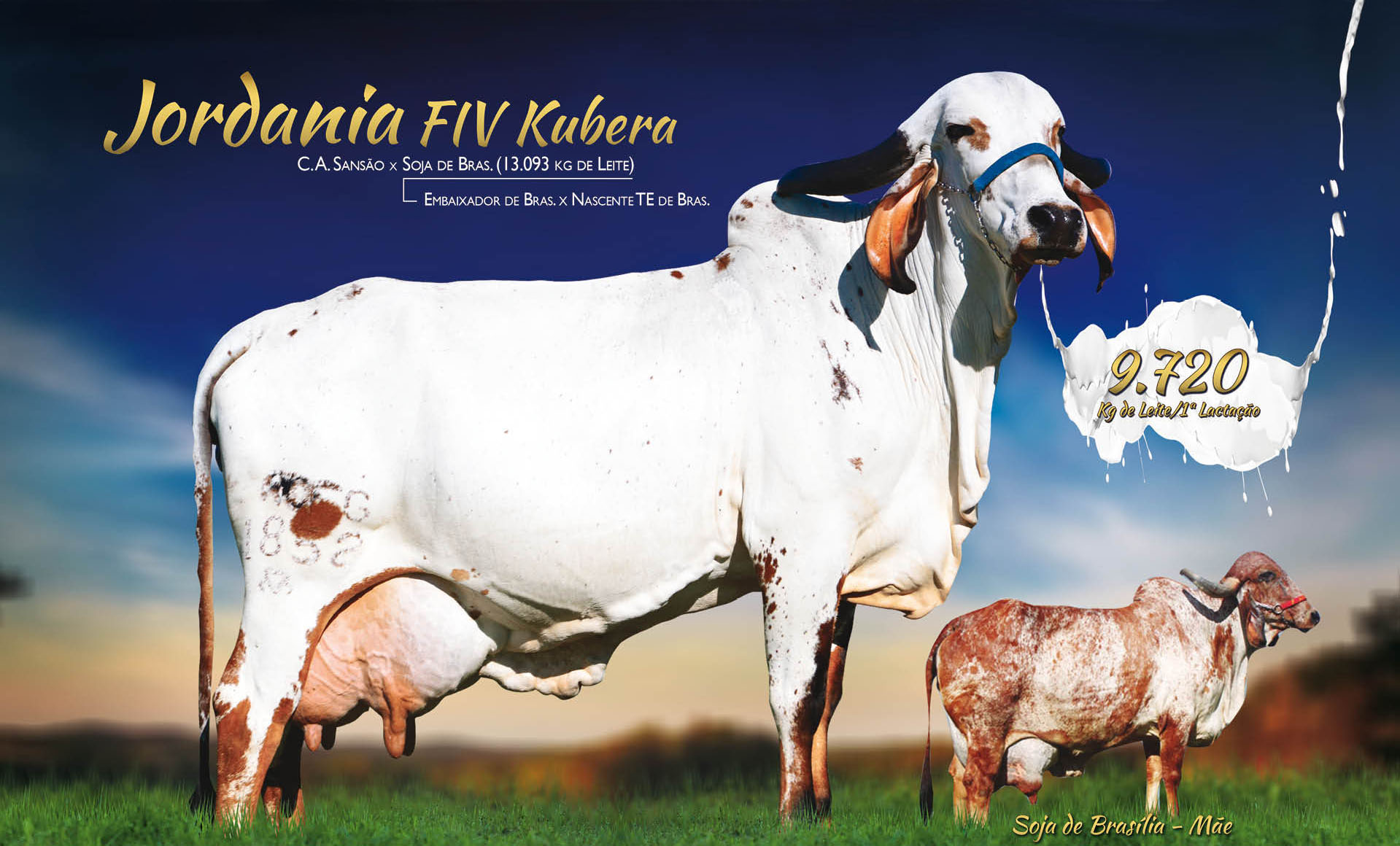 JORDANIA FIV KUBERA