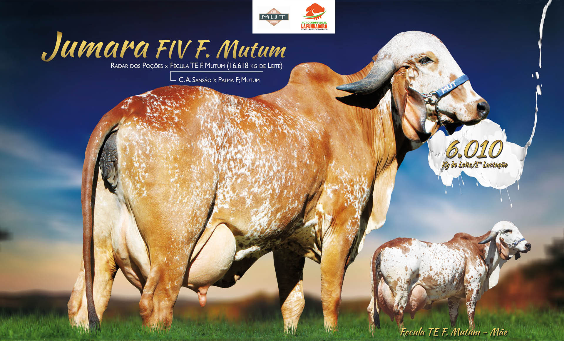 JUMARA FIV F MUTUM