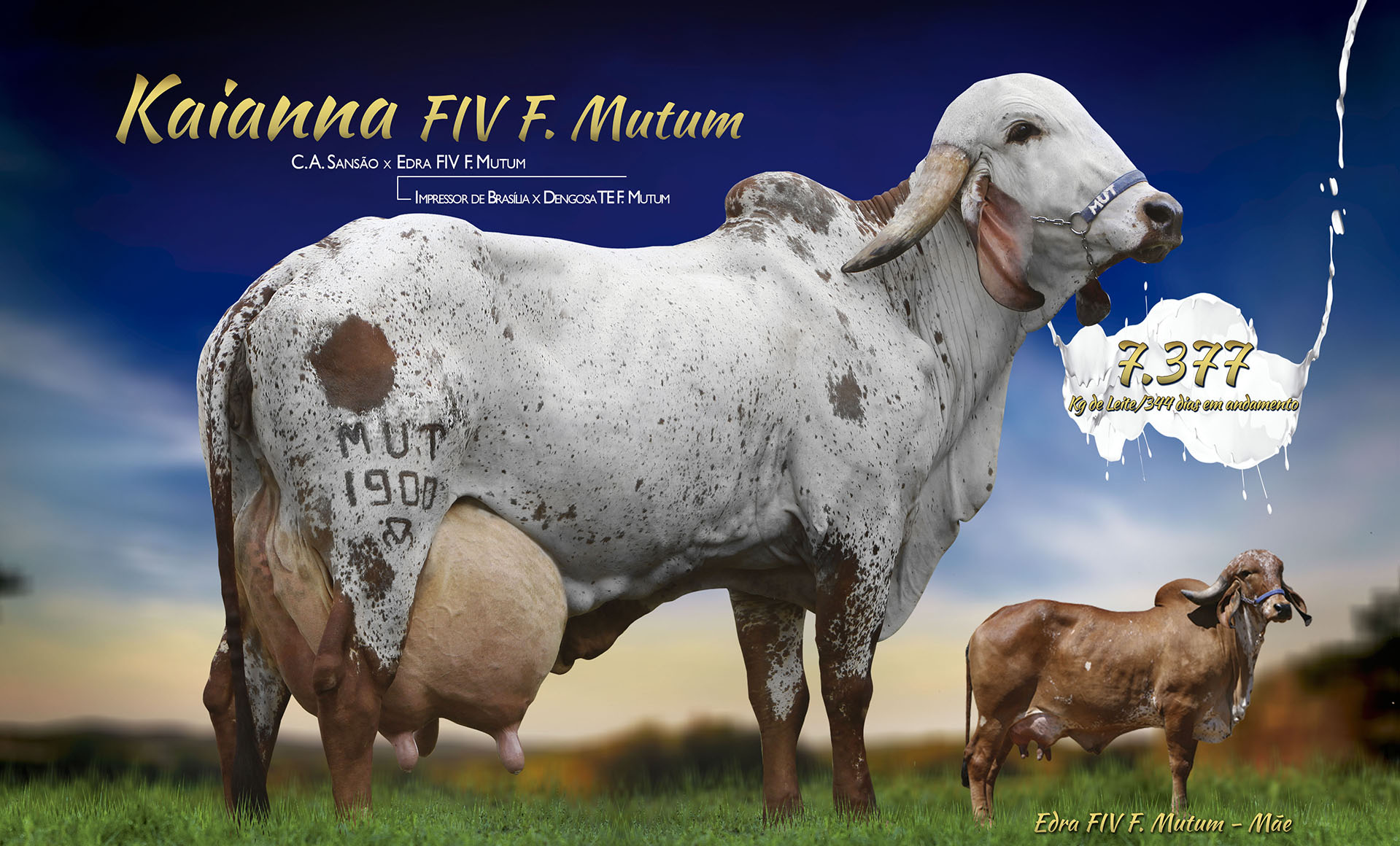 KAYANA FIV F MUTUM