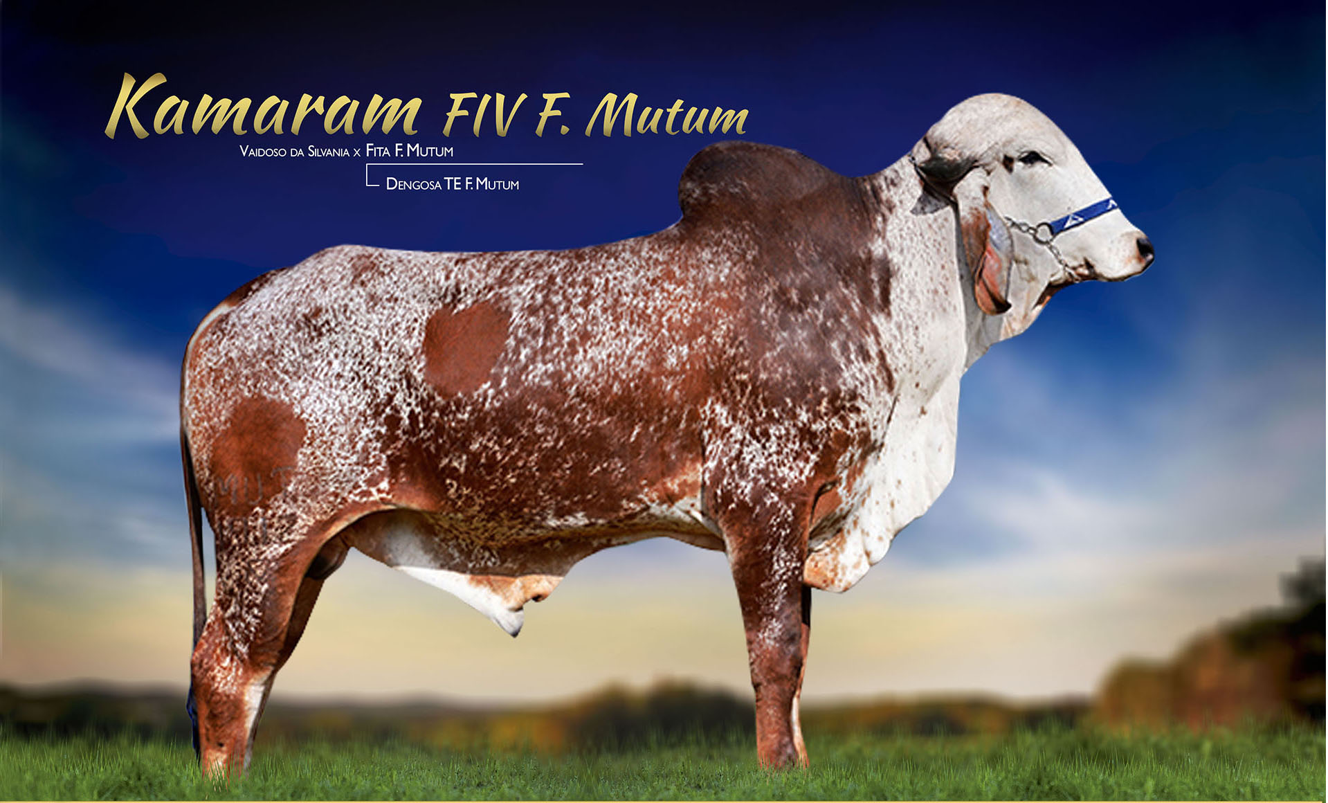 KAMARAM FIV F MUTUM