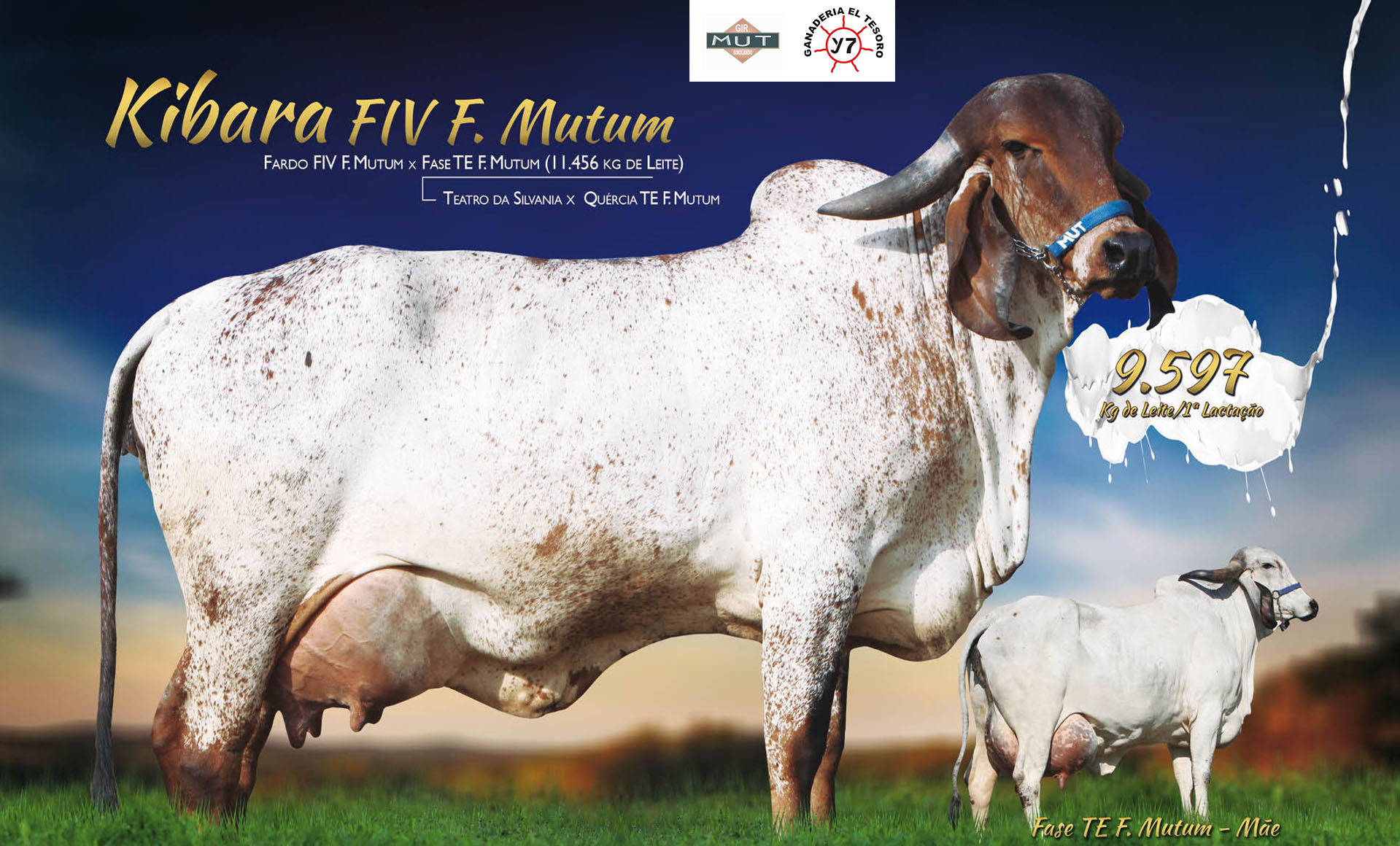 KIBARA FIV F MUTUM