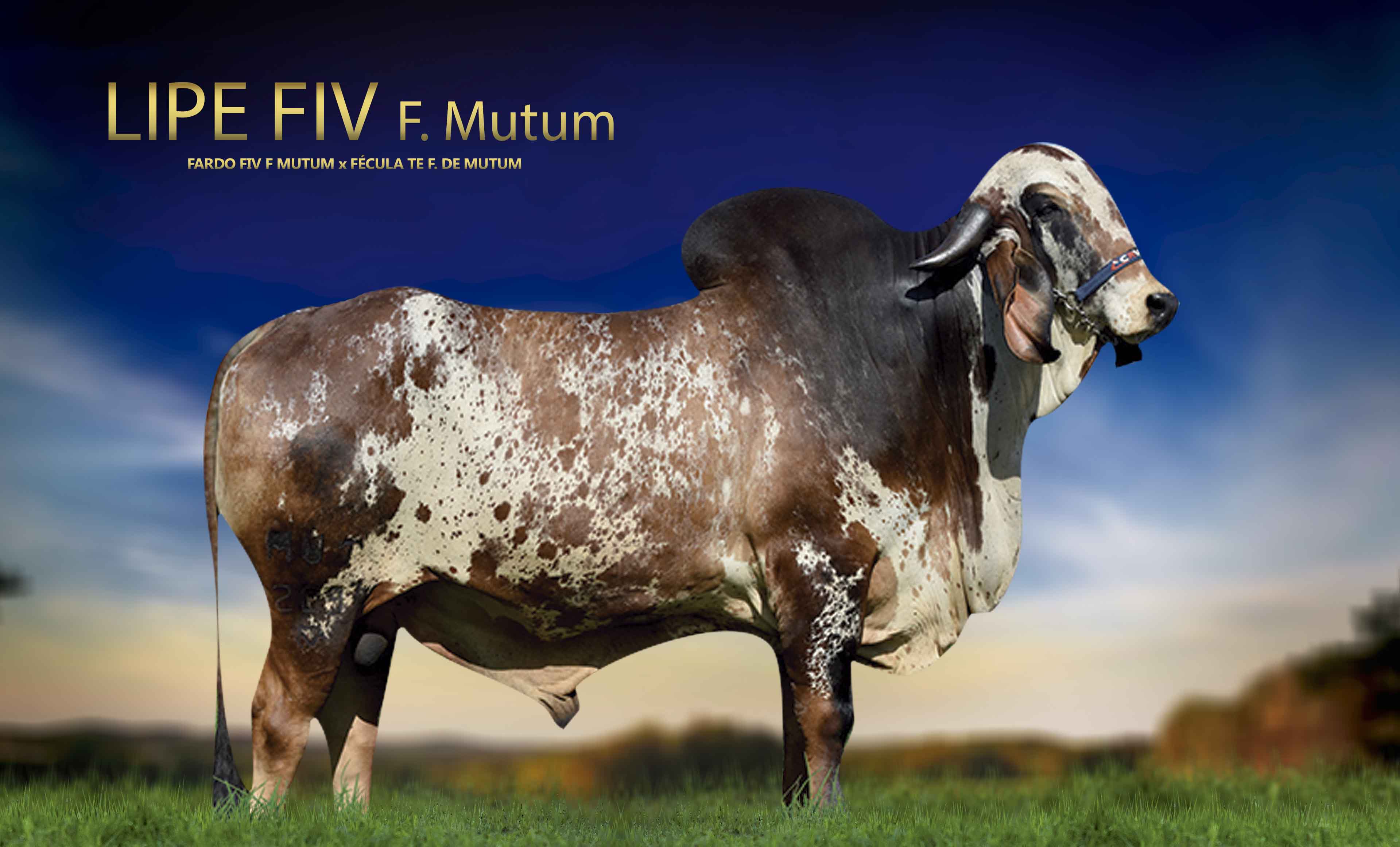 LIPE FIV F MUTUM