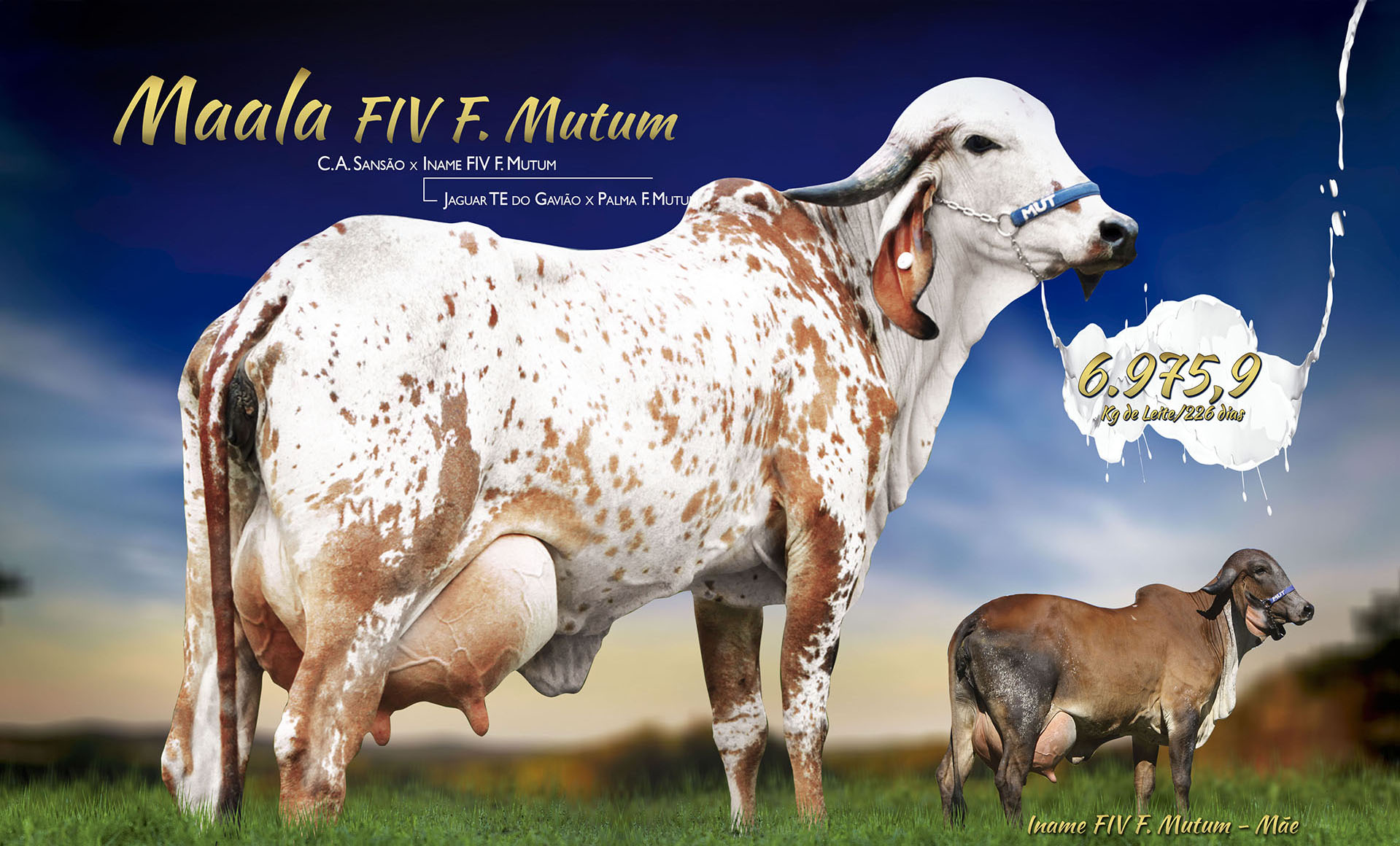 MAALA FIV F MUTUM