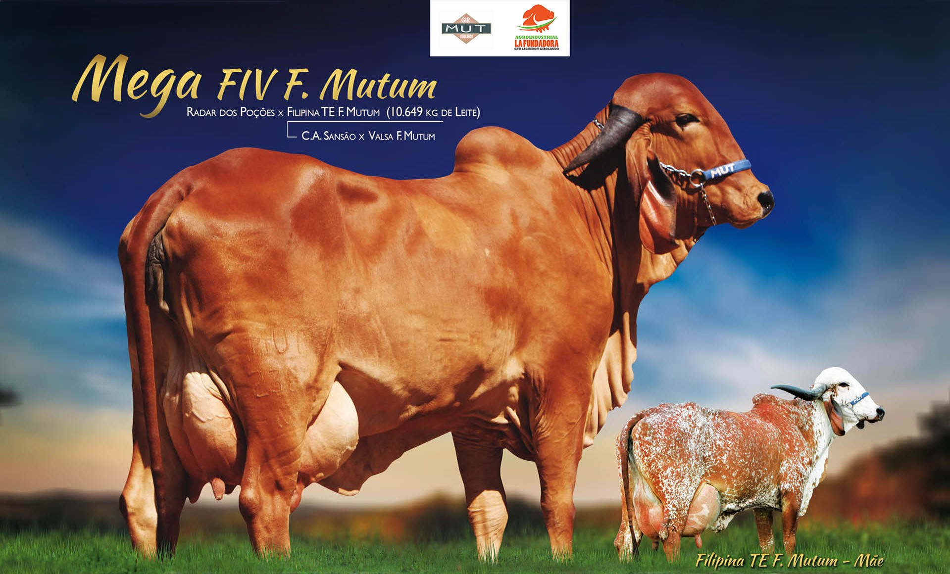 MEGA FIV F MUTUM