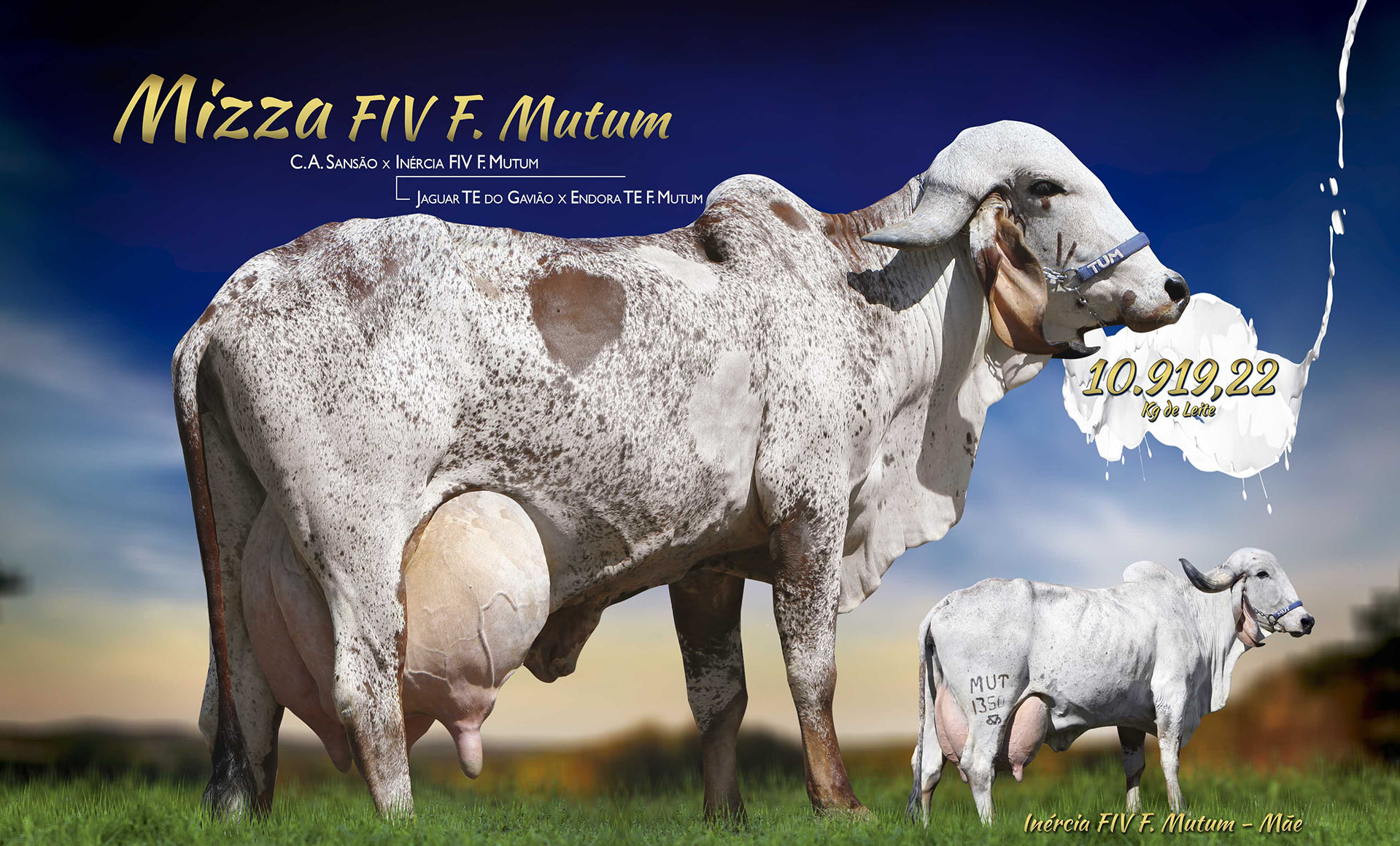 MIZZA FIV F MUTUM