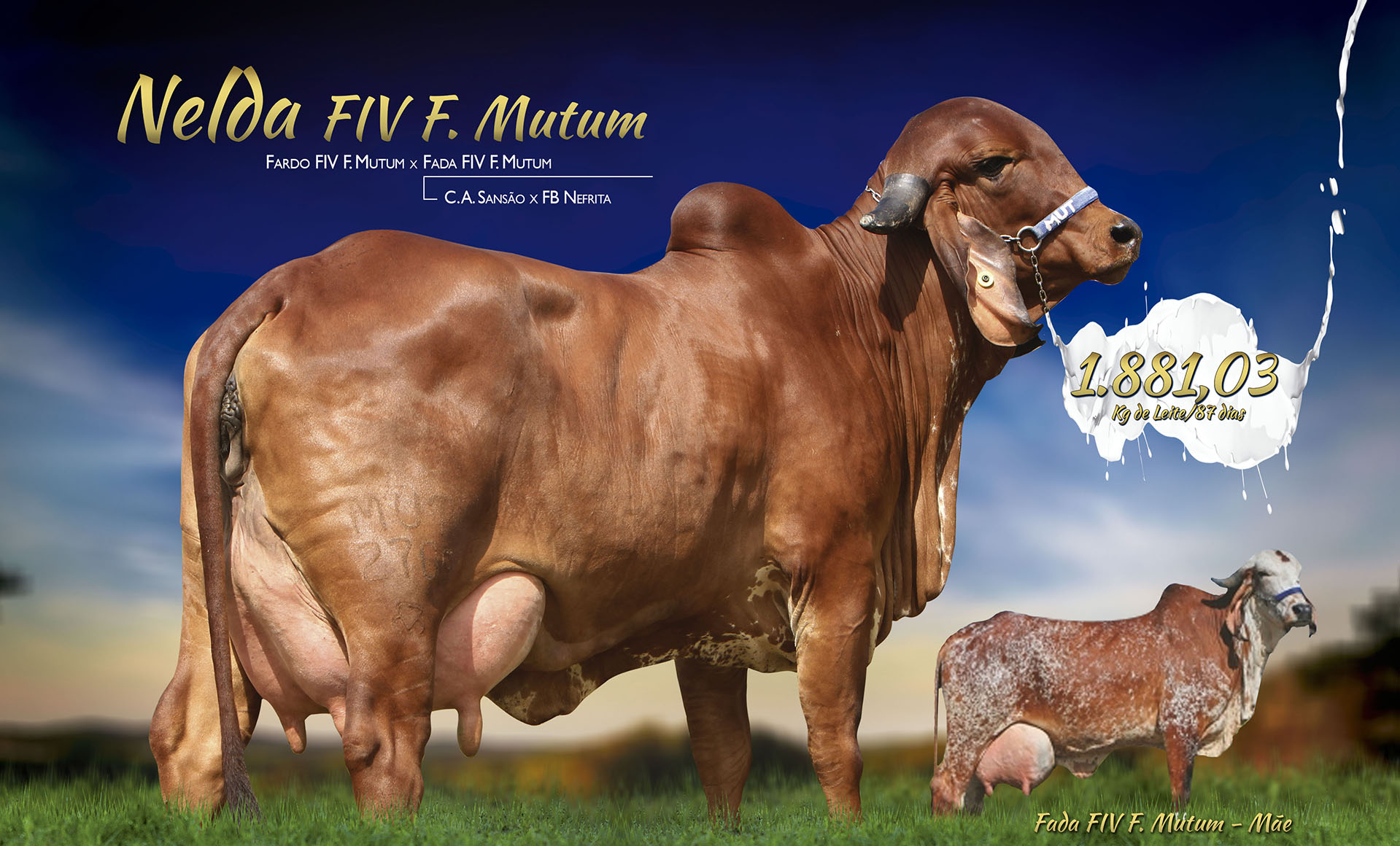 NELDA FIV F MUTUM