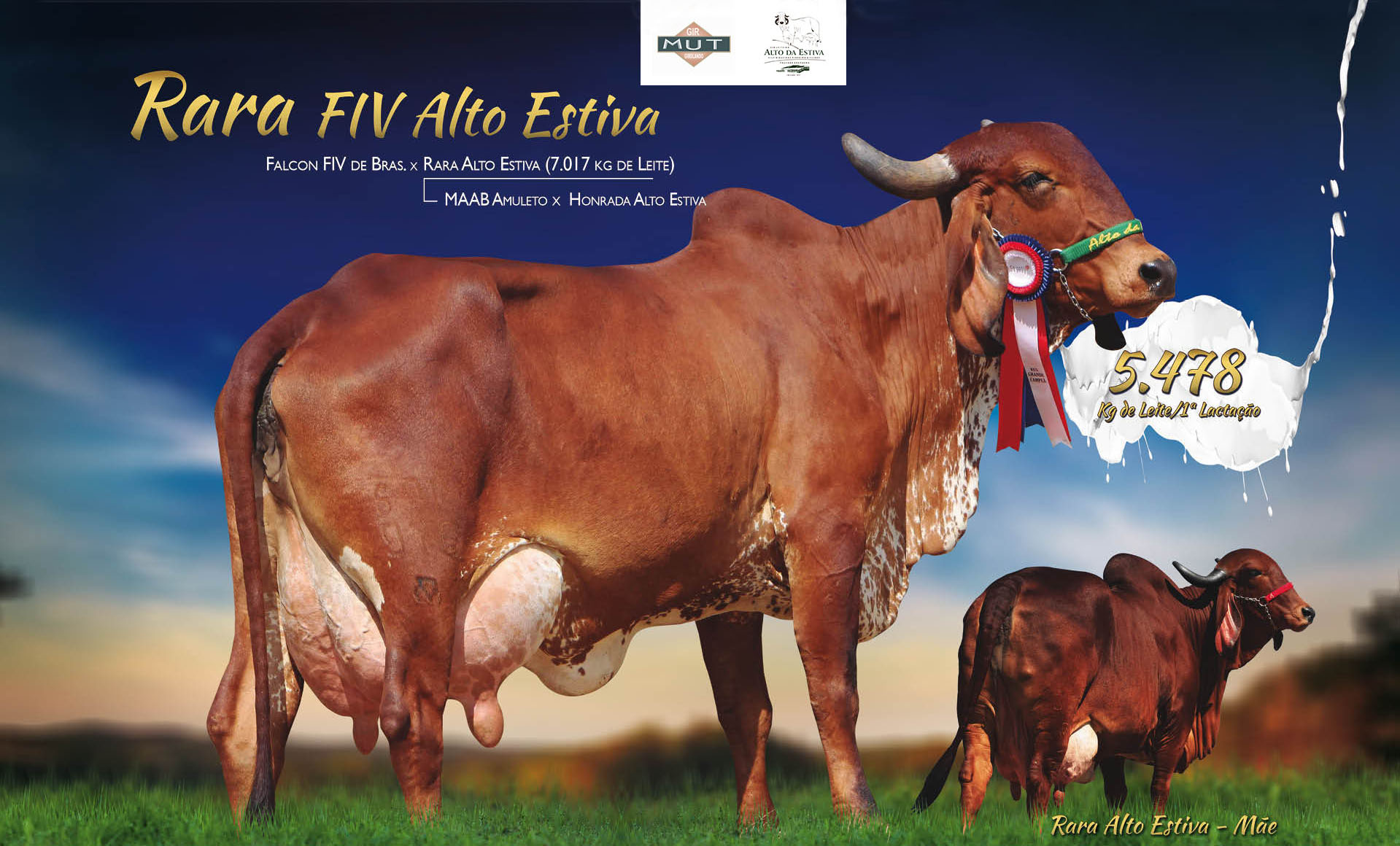 RARA FIV ALTO ESTIVA